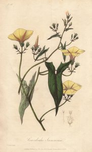 Powój pstry (Convolvulus scammonia) - mocna woda autorstwa Williama Clarke