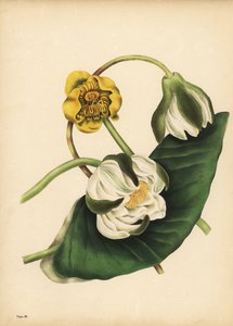Biała lilia wodna, Nymphaea odorata i żółta lilia wodna, Nuphar lutea, Cisza autorstwa Unbekannt