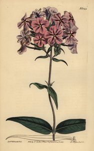 Floks grubolistny, Phlox carolina (lychnidea grubolistna) autorstwa Unbekannt