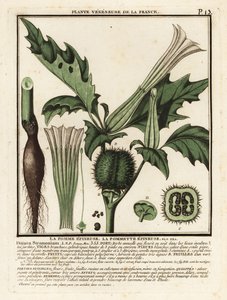 Jabłko cierniste, Datura stramonium. autorstwa Unbekannter Künstler