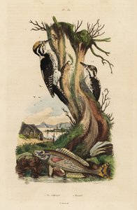 dzięcioł trójpalczasty, Picoides tridactylus 1 i pikarel, Spicara smaris 2. Pic tridactyle, pikarel autorstwa Unbekannt
