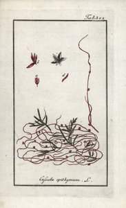 Tymianek pospolity lub tymianek drobnokwiatowy (Cuscuta epithymum). Litografia z "Afbeelding der Artseny-Gewassen" autorstwa Johannesa Zorna (1739-1799), Holandia autorstwa Unbekannter Künstler