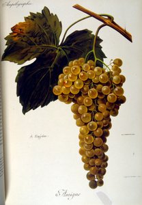 Strona tytułowa francuskiego traktatu o uprawie winorośli (uprawa winogron na wino) z 1905 r. autorstwa Unbekannter Künstler
