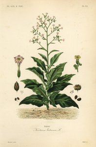 Tytoń, Nicotiana tabacum, Tabac autorstwa Unbekannt