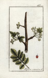 Tomentoza lub guma tacamac (Elaphrium tomentosum). Litografia z "Afbeelding der Artseny-Gewassen" autorstwa Johannesa Zorna (1739-1799), Holandia autorstwa Unbekannter Künstler