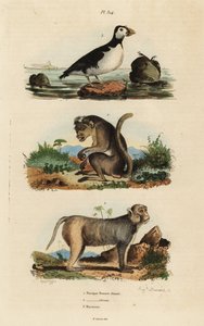 Makak toczek, Macaca sinica, zagrożony 1, makak rezus, Macaca mulatta 2 i auklet papużki, papuga Aethia 3 autorstwa Unbekannt