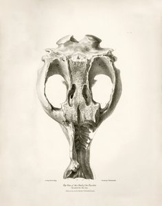 Toxodon Crane, prehistoryczne zwierzę znalezione przez Karola Darwina w pobliżu Montevideo w Urugwaju podczas jego podróży badawczej na pokładzie statku Beagle. Zoologia podróży statku H.M.S. Beagle pod dowództwem kapitana Fitzroya w latach 1832-1836 pod r autorstwa Unbekannter Künstler
