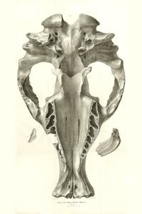 Toxodon Crane, prehistoryczne zwierzę znalezione przez Karola Darwina w pobliżu Montevideo w Urugwaju podczas jego podróży badawczej na pokładzie statku Beagle. Zoologia podróży statku H.M.S. Beagle pod dowództwem kapitana Fitzroya w latach 1832-1836 pod r autorstwa Unbekannter Künstler