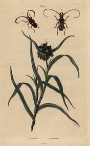 Trachyderes succinatus 1, Trachyderes mandibularis 2 i wirginijczyk, Tradescantia virginiana 3 autorstwa Unbekannt