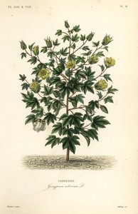 Bawełna drzewna, Gossypium arboreum, Cotoninier autorstwa Unbekannt