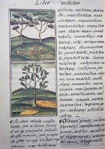 Drzewa, dzikie cyprysy i jodły, strona z Kodeksu Florenckiego, dwujęzyczna wersja w języku hiszpańskim i nahuatl, Ogólna historia rzeczy w Nowej Hiszpanii, autorstwa hiszpańskiego misjonarza Fray Bernardino de Sahagun (1499-1590). Cywilizacja Azteków autorstwa William M. Timlin