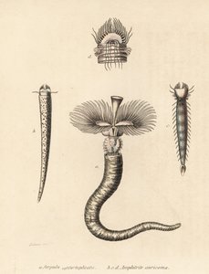 Serpula vermicularis (Serpula contortuplicata) i Amphictene auricoma (Amphitrite auricoma). Ręcznie kolorowana litografia autorstwa Gebharta na podstawie ilustracji Zehnera z Galerii Historii Naturalnej Georga Friedricha Treitschke, Naturhistoris autorstwa Unbekannter Künstler