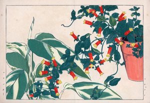 Dwukolorowa manettia w doniczce i dicadame lub ziele ze strzałkami. Winorośl petarda, Manettia bicolor, w doniczce i maranta arundinacea. Ręcznie kolorowana odbitka drzeworytnicza z "Seiyou Sokazufu" Konana Tanigamiego (Pictorial Album of Western Plants an autorstwa Unbekannter Künstler