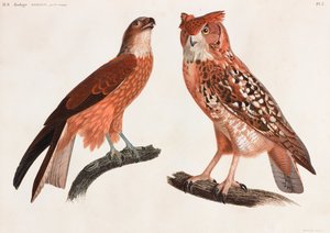 Dwie kolorowe ilustracje ptaków autorstwa Unbekannt