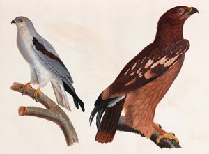 Dwie kolorowe ilustracje ptaków autorstwa Unbekannt