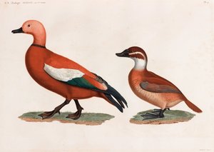 Dwie kolorowe ilustracje kaczek autorstwa Unbekannt