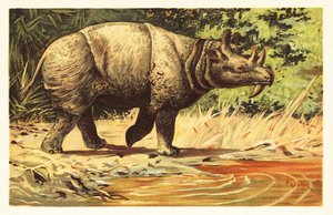 Uintatherium anceps, wymarły roślinożerny ssak eocenu.1908 (litografia) autorstwa Unbekannter Künstler