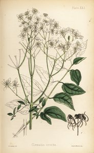 Powojnik prosty, Clematis recta (Clematis erecta). Ręcznie kolorowana litografia autorstwa Henry