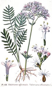 Waleriana lekarska, ok. 1880-1900 (rycina) autorstwa Unbekannter Künstler