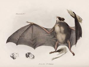 Nietoperz wampir, Ameryka Południowa, ok. 1832-1836 autorstwa Unbekannter Künstler