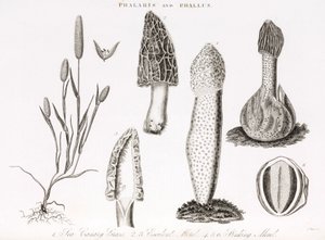 Odmiana traw i wodnych phallus des champignons morille autorstwa Unbekannt