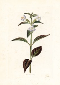 Variete de mimule - litografia autorstwa George