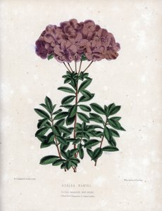 Odmiana Azalee marvel, z małymi półpełnymi kwiatami typu Amcena, w kolorze bladofioletowym. Litografia autorstwa Worthingtona G. Smitha (1835-1917), opublikowana w Floral Magazine autorstwa Unbekannter Künstler