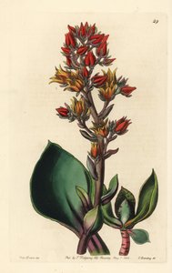 Odmiana Echeveria (soczysta roślina z Ameryki) - Echeveria ostrolistna, Echeveria acutifolia. Ręcznie kolorowany miedzioryt autorstwa George