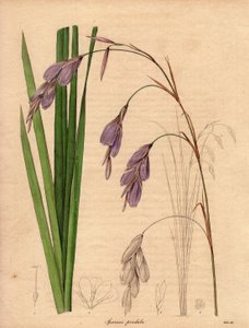 Odmiana irysa (Sparaxis pendula), zwana kwiatem arlekina, pochodząca z Afryki Południowej, o zwisających kwiatach w kolorze liliowym. Ilustracja autorstwa R. Millsa (działającego w latach 1836-1842), w The Botanist, serii Benjamina Maunda w pięciu tomach,  autorstwa Unbekannter Künstler