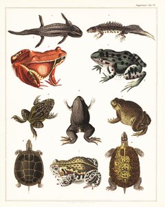 Odmiany płazów, żab i żółwi.,1841 (litografia) autorstwa Unbekannter Künstler