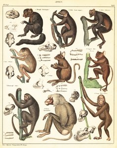 Odmiany małp. 1841 (litografia) autorstwa Unbekannter Künstler
