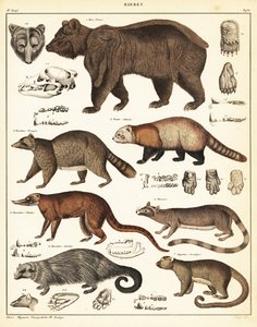 Odmiany niedźwiedzi.,1841 (litografia) autorstwa Unbekannter Künstler