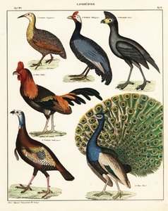 Odmiany ptaków. 1841 (litografia) autorstwa Unbekannter Künstler