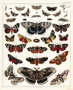Odmiany motyli, ciem itp.,1841 (litografia) autorstwa Unbekannter Künstler