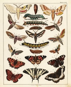 Odmiany motyli, ciem itp.,1841 (litografia) autorstwa Unbekannter Künstler