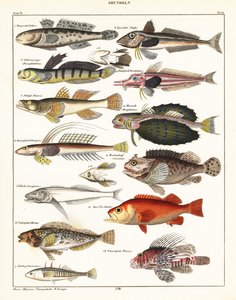 Odmiany ryb.,1841 (litografia) autorstwa Unbekannter Künstler