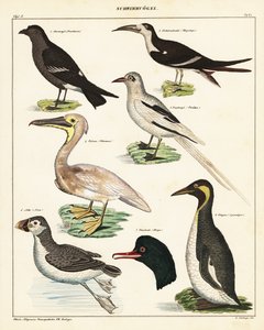 Odmiany ptaków morskich. 1841 (litografia) autorstwa Unbekannter Künstler