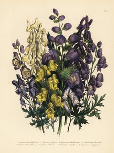 Tojad różnolistny, Aconitum heterophyllum, tojad żółty, A. anthora, tojad jasnożółty, A. ochroleucum, tojad karpacki, tojad wiechowaty, A. paniculatum, A. versicolor, tojad pospolity, A. napellus i A. variegatum. Handf autorstwa Unbekannter Künstler