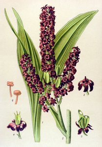 Planta venenosa (tóxica): Veratrum preto (Veratrum nigrum)polonês autorstwa Unbekannter Künstler