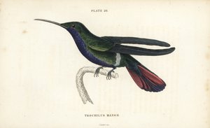 Veraguan mango, Anthracothorax veraguensis (koliber mango, Trochilus mango). Ręcznie kolorowana stalowa rycina autorstwa Williama Lizarsa z Sir William Jardine