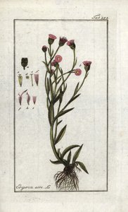 Vergerette acre (Erigeron acris). Litografia z "Picture of Artseny-Gewassen" autorstwa Johannesa Zorna (1739-1799), Holandia autorstwa Unbekannter Künstler