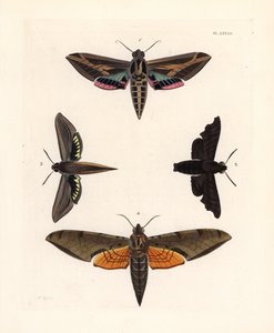 Ćma sfinks winoroślowy, Eummorpha vitis 1, sfinks żałobny, Enyo lugubris 2, sfinks tersa, Xylophanes tersa 3 i sfinks smugowy, Proambulyx strigilis 4. Ręcznie kolorowana litografia z nowego wydania Dru Drury