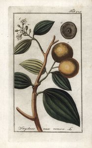 Vomiker (Strychnis nux-vomica). Litografia z "Afbeelding der Artseny-Gewassen" Johannesa Zorna (1739-1799), Holandia autorstwa Unbekannter Künstler