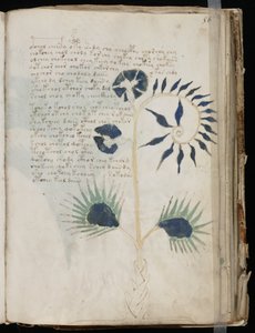 Voynich Rękopis folio 56r, ok. 1500 (atrament na pergaminie) autorstwa Unbekannt