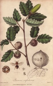 Dąb Walii (Quercus infectoria) - Silna woda autorstwa Williama Clarke