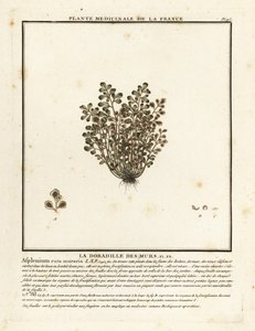 Wall-rue, Asplenium ruta-maria. autorstwa Unbekannter Künstler