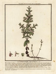 Ożanka wodna, Teucrium scordium. autorstwa Unbekannter Künstler