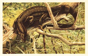 Waran wodny, salwator Varanus. 1908 (litografia) autorstwa Unbekannter Künstler