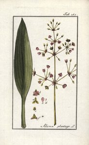 Babka wodna (Alisma plantago-aquatica). Litografia z "Afbeelding der Artseny-Gewassen" (zielnik roślin leczniczych) autorstwa Johannesa Zorna (1739-1799), Holandia. autorstwa Unbekannter Künstler