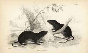 Ryjówka wodna, Neomys fodiens (Sorex remifer, Sorex fodiens). Ręcznie kolorowany staloryt Lizarsa na podstawie ilustracji Jamesa Stewarta z William Jardine